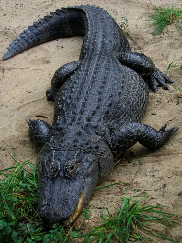 mississippi alligator
