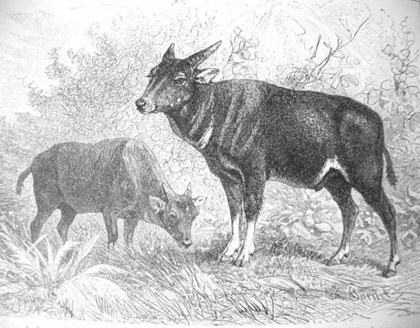 Mountain Anoa