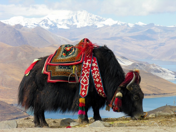 Domestic yak