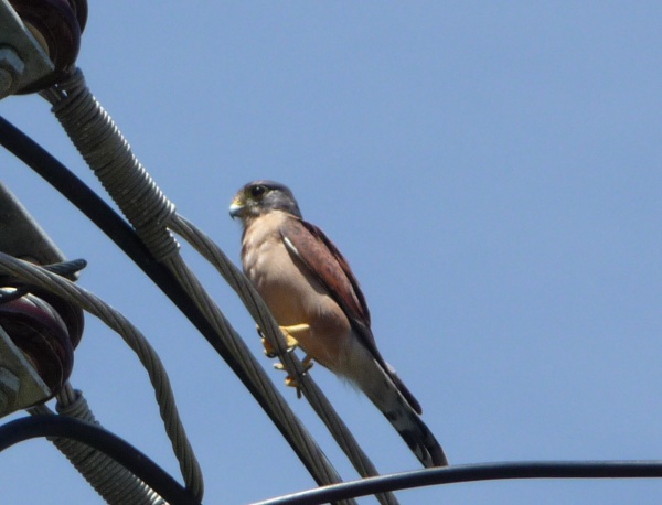 Falco araeus