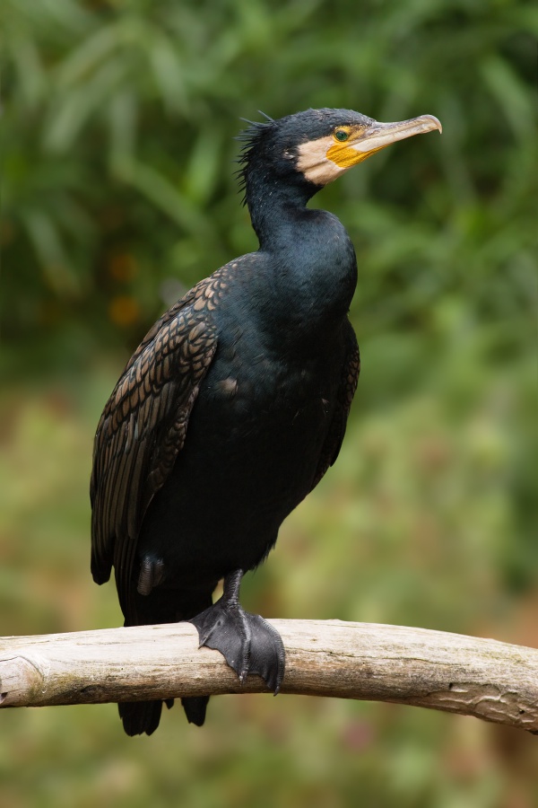 grand cormoran