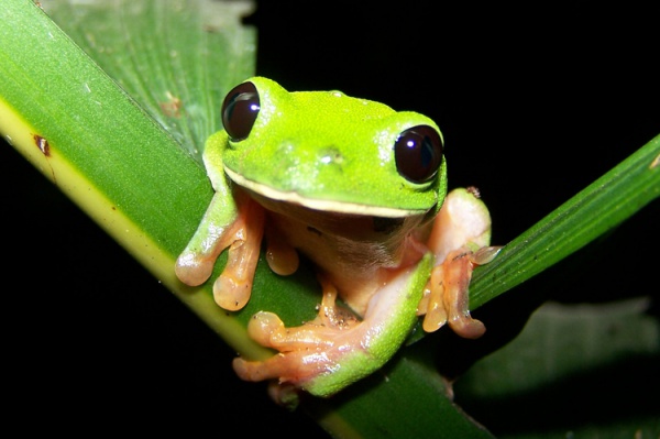 Morelet's tree frog