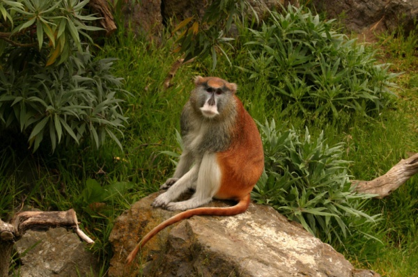 patas hussar monkey nisnas