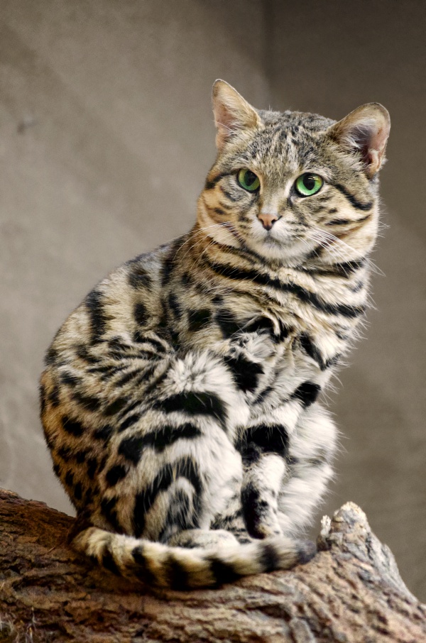 african blackfooted cat