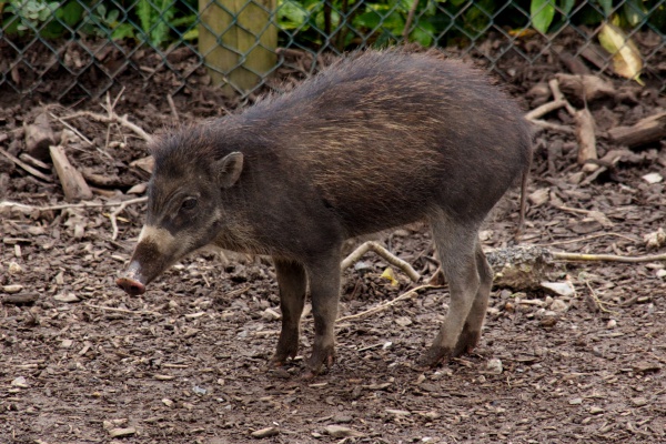 swinia wisajska