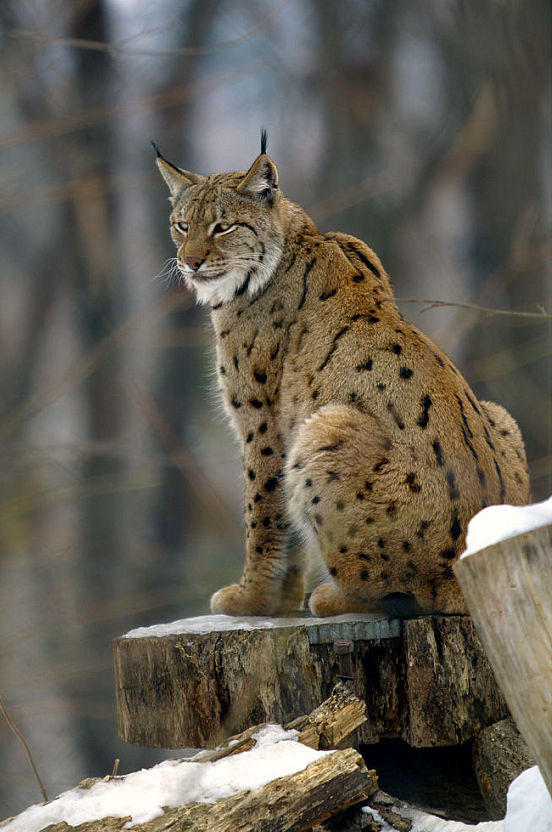 Lynx des Balkans