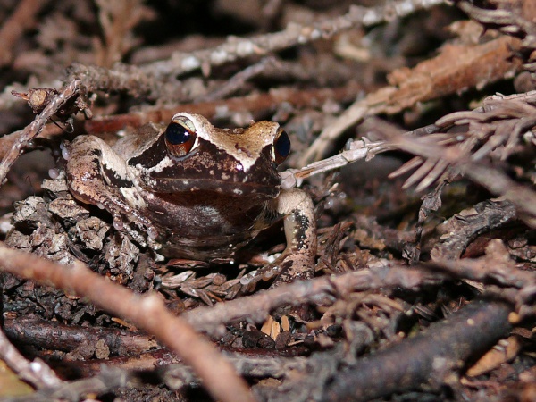 Tago's brown frog