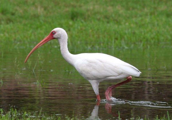ibis blanc