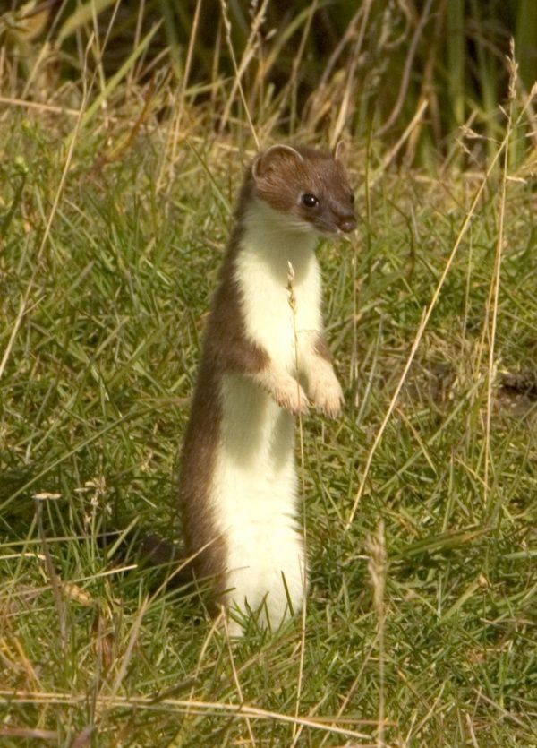 Stoat, Ermine, Short-tailed Weasel