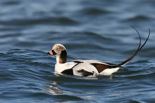 longtailed duck