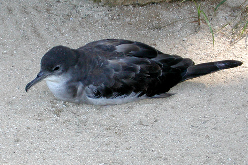 wedgetailed shearwater