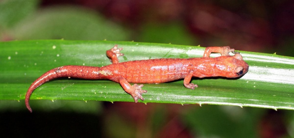 Celaque climbing salamander