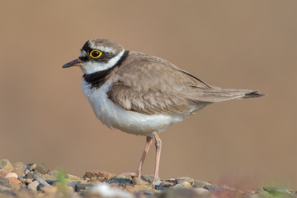 Little ringed plover