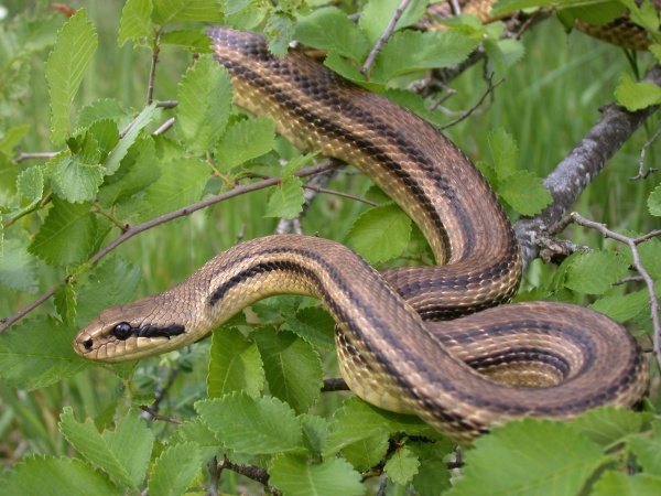 Four-lined snake