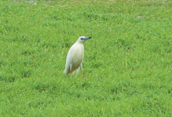 malagasy pond heron