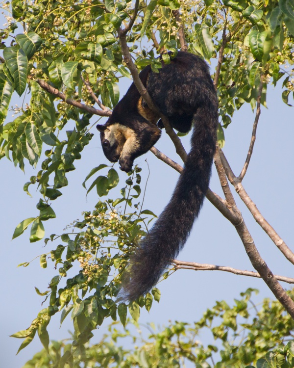 Schwarzes Riesenhörnchen