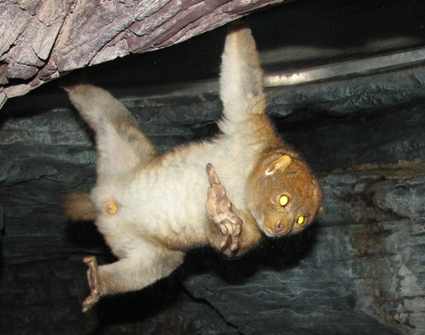 Potto, Bosman's Potto