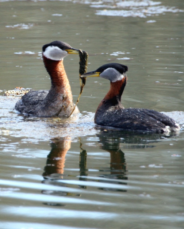 Red-necked grebe