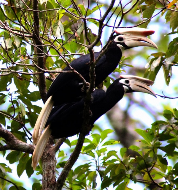 palawanhornvogel
