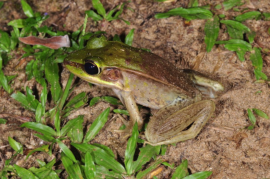 Vaillant's frog