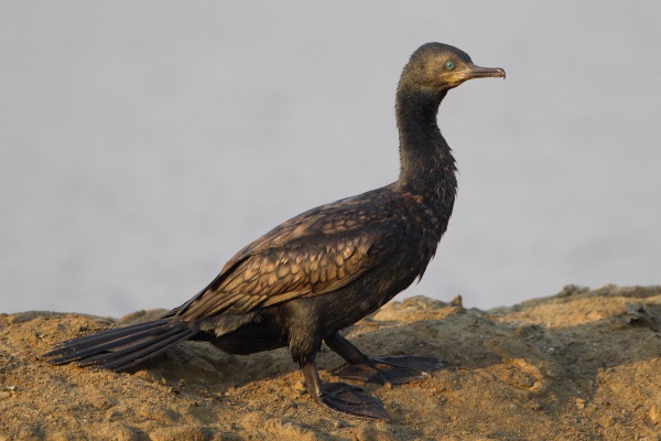 cormoran a cou brun
