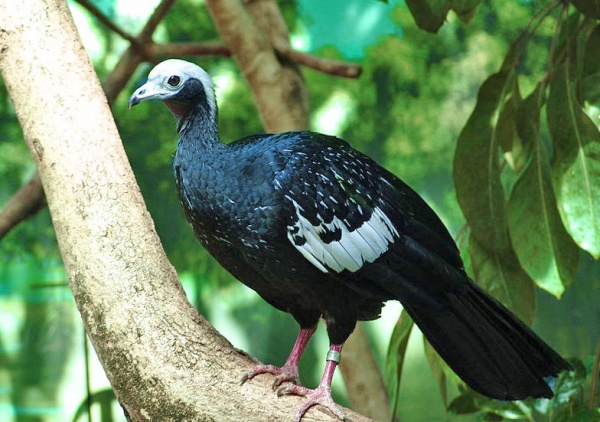 blue throated piping guan