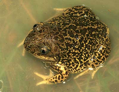 Wagler's Spadefoot Toad