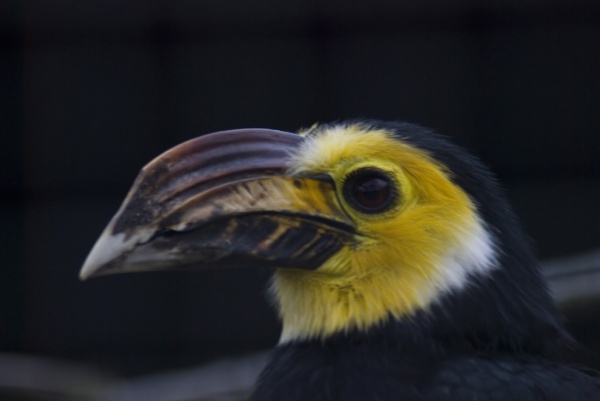 Sulawesi-Hornvogel