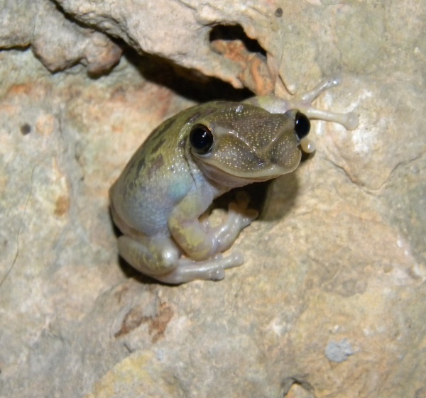 Yucatecan Shovel-headed Treefrog