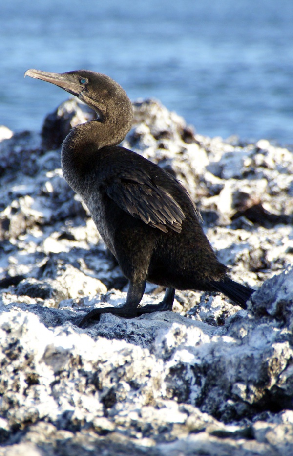 cormoran aptere