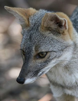 Renard du désert austral