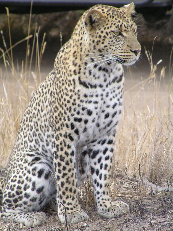 leopard dafrique