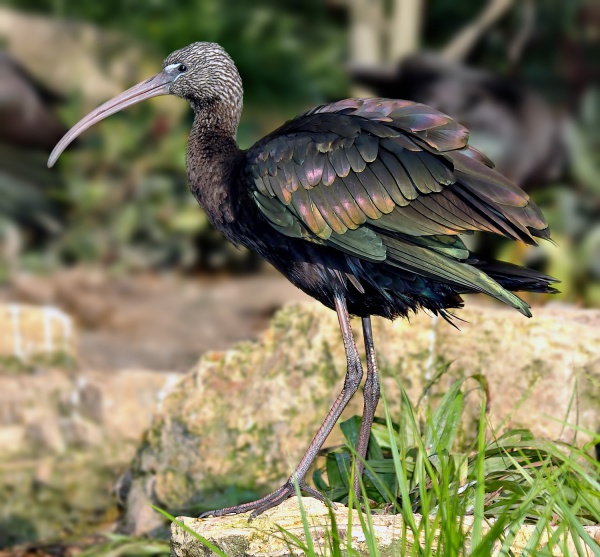 ibis kasztanowaty