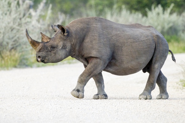 south western black rhinoceros