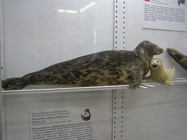 Caspian seal