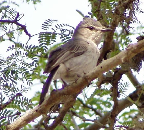 Gobemouche mésange