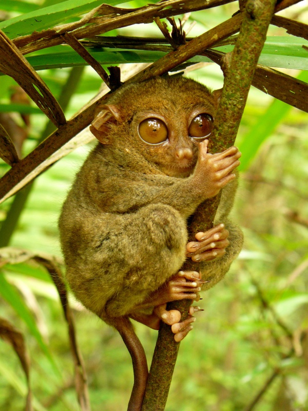 tarsier des philippines