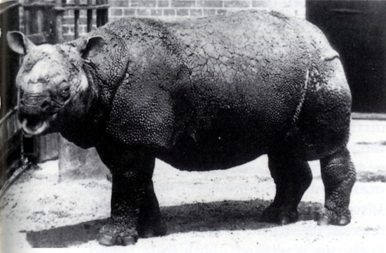javan onehorned rhinoceros
