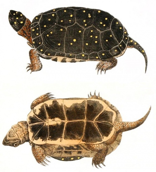 Tropfenschildkröte