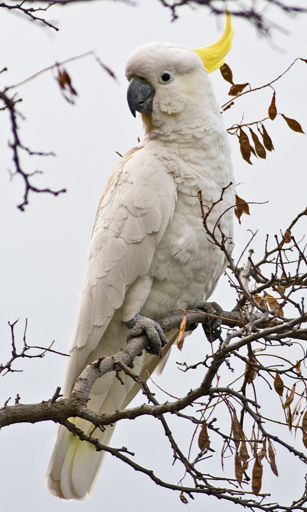 Cacatoès à huppe jaune