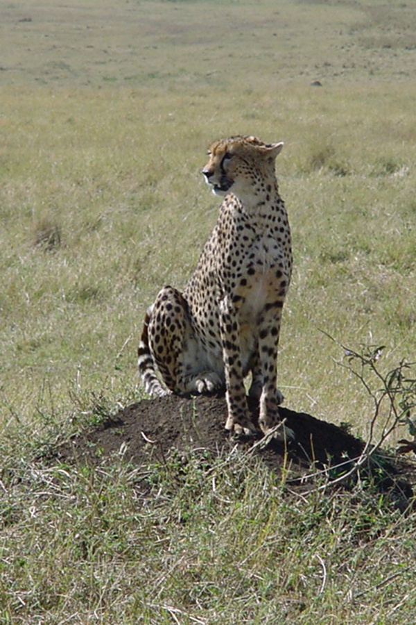 east african cheetah