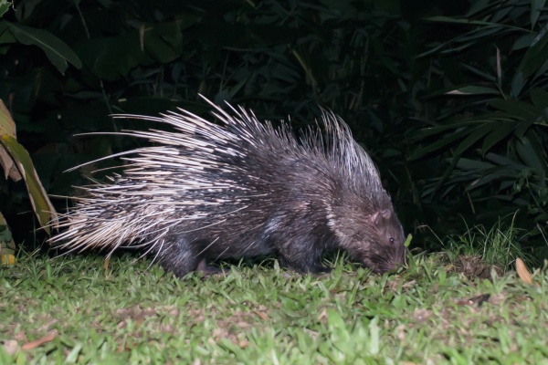 Malayan (Common) Porcupine