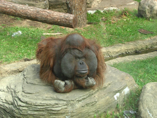 orang outan de borneo