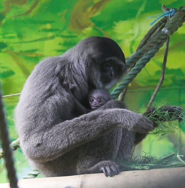 Silvery (Javan, Grey) Gibbon