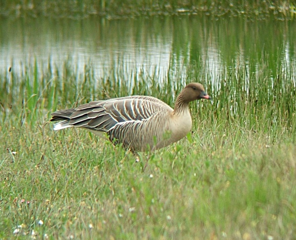 pinkfooted goose