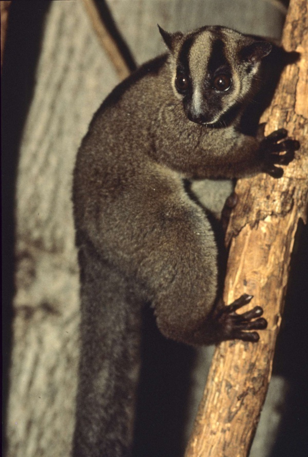 forkmarked lemur