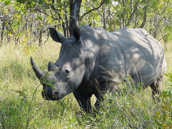 rhinoceros blanc du sud