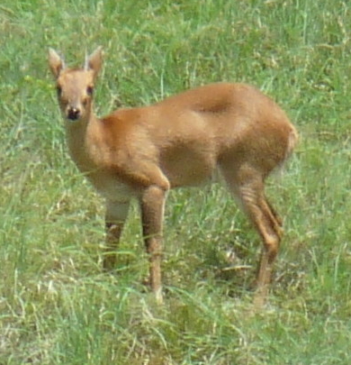 Antilope tétracère