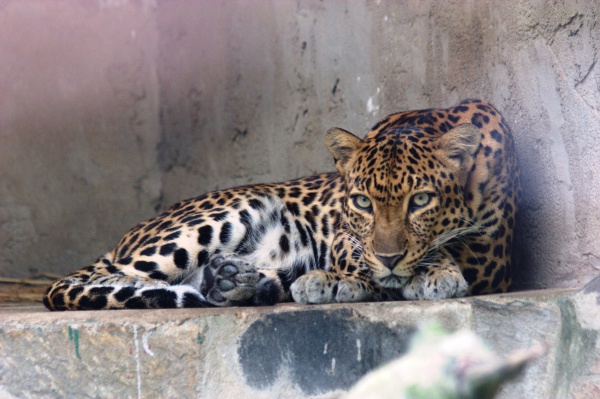 leopard dindochine