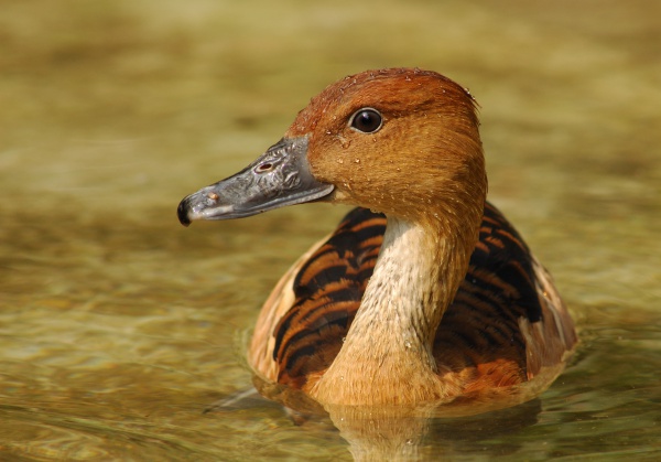 Fulvous whistling duck